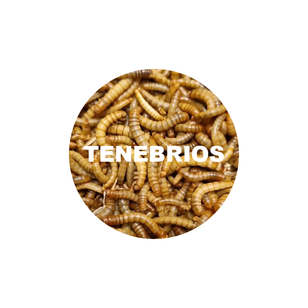 TENEBRIOS VIVOS 1 KILO