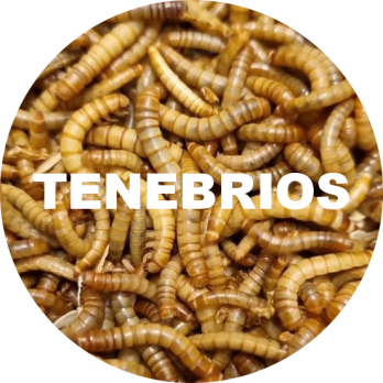 TENEBRIOS VIVOS 500 GRAMOS