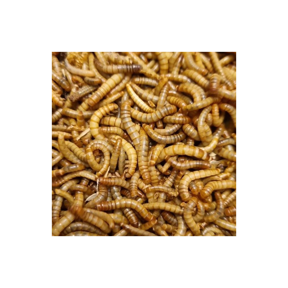 Tenebrio Molitor Benjamín Vivo 500 g | Alimento Vivo Mini para Cría, Aves Pequeñas y Peces