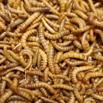 Tenebrio Molitor Benjamín Vivo 1 kg | Alimento Vivo Mini para Cría, Aves Pequeñas y Peces