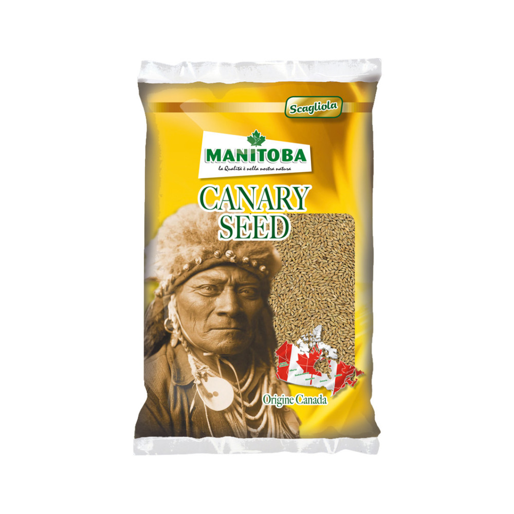 Manitoba Alpiste Extra Canadá 1 kg | Semillas de Alpiste de Pureza Superior