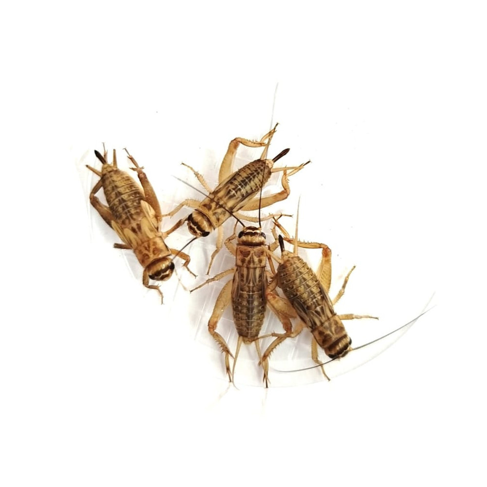 Grillo acheta tamaño mediano 1kg | Alimento Vivo Nutritivo y de Alta Digestibilidad