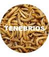 TENEBRIOS