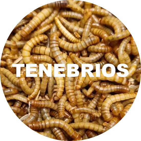 TENEBRIOS
