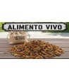 ALIMENTO VIVO